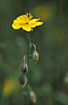 Flowering Common Rock-rose