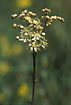 Foto af Knoldet Mjdurt (Filipendula vulgaris). Fotograf: 