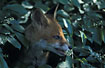 Young inexperienced fox chewing on a flowering bush