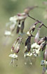 Flowering Nottingham Catchfly