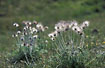Pulsatilla pratensis after their flowering period