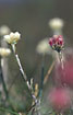 Photo ofMountain Everlasting (Antennaria dioica). Photographer: 