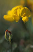 Foto af Almindelig Kllingetand (Lotus corniculatus). Fotograf: 