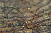 Photo of (Rilaena triangularis (Platybunus triangularis)). Photographer: 