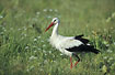 White Stork in the vast Bierbza marshes