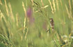Sedge Warbler with a dragonfly in its bill