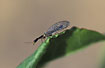 The wierd insect Raphidia xanthostigma
