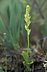 The small Bog Orchid