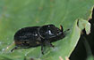 Photo ofRhinoceros Beetle (Sinodendron cylindricum). Photographer: 