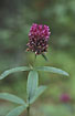 Foto af Skov-Klver (Trifolium alpestre). Fotograf: 