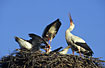 Happy days in a nest of White Stork