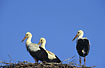Three young storks