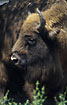 Portrait of a European Bison (captive animal)
