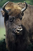 Photo ofEuropean Bison (Wisent) (Bison bonasus). Photographer: 