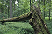 Broken tree in Bialowieza National Park