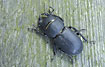 Lesser Stag Beetle