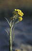 Photo of (Helichrysum arenarium). Photographer: 
