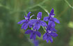 Flowers of a Forking Larkspur