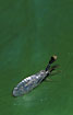 Photo ofSnake Fly (Raphidia xanthostigma). Photographer: 