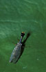 Photo ofSnake Fly (Raphidia xanthostigma). Photographer: 