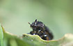 Photo ofRhinoceros Beetle (Sinodendron cylindricum). Photographer: 