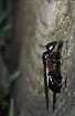 Winged ant from a Carpenter Ant colony