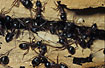 Foto af Herkulesmyre (Camponotus herculeanus). Fotograf: 