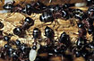 Colony of Carpenter Ants