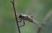 Newly emerged Four-spotted Chaser trying to fly
