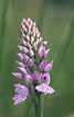 Inflorescense of a Heath Spotted-orchid