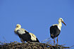 Three young storks on their nest