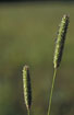 Photo ofMeadow Foxtail (Alopecurus pratensis). Photographer: 