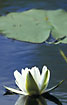 Flower and leaf of a White Water-lily
