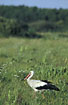 White Stork in the Bierbza marshes