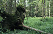 Fallen tree in the forest in Bialowieza National Park