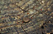 The harvestman Rilaena triangularis with mites on its legs