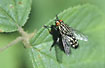 Photo ofFlesh Fly (Sarcophaga sp.). Photographer: 