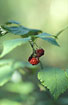 Foto af Hindbr (Rubus idaeus). Fotograf: 