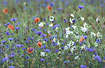 Fallow field with Cornflower, White Campion and Common Poppy