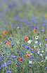 Fallow field with Cornflower, White Campion and Common Poppy