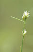 Flowering White Beak-Sedge