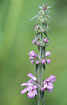 Inflorescense of a Marsh Woundwort