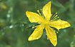Flower of Perforate St Johbs-wort