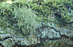 Oak branch with mosses and lichens