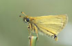 Foto af Stregbredpande (Thymelicus lineola). Fotograf: 