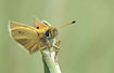 Photo ofEssex Skipper (Thymelicus lineola). Photographer: 