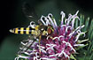 Photo ofBelted Flowerfly (Meliscaeva cinctella). Photographer: 