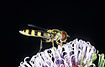 Belted Flowerfly
