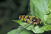 Foto af Dobbeltbndet Svirreflue (Episyrphus balteatus). Fotograf: 