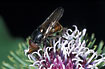 Photo ofHeineken Hoverfly (Rhingia campestris). Photographer: 